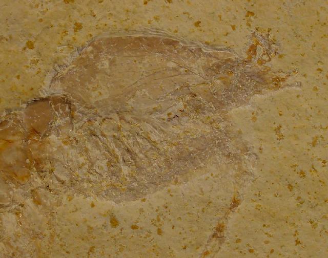 Eystaettia intermedius (OPPEL 1839) - Bild © FossNet FossilienStore